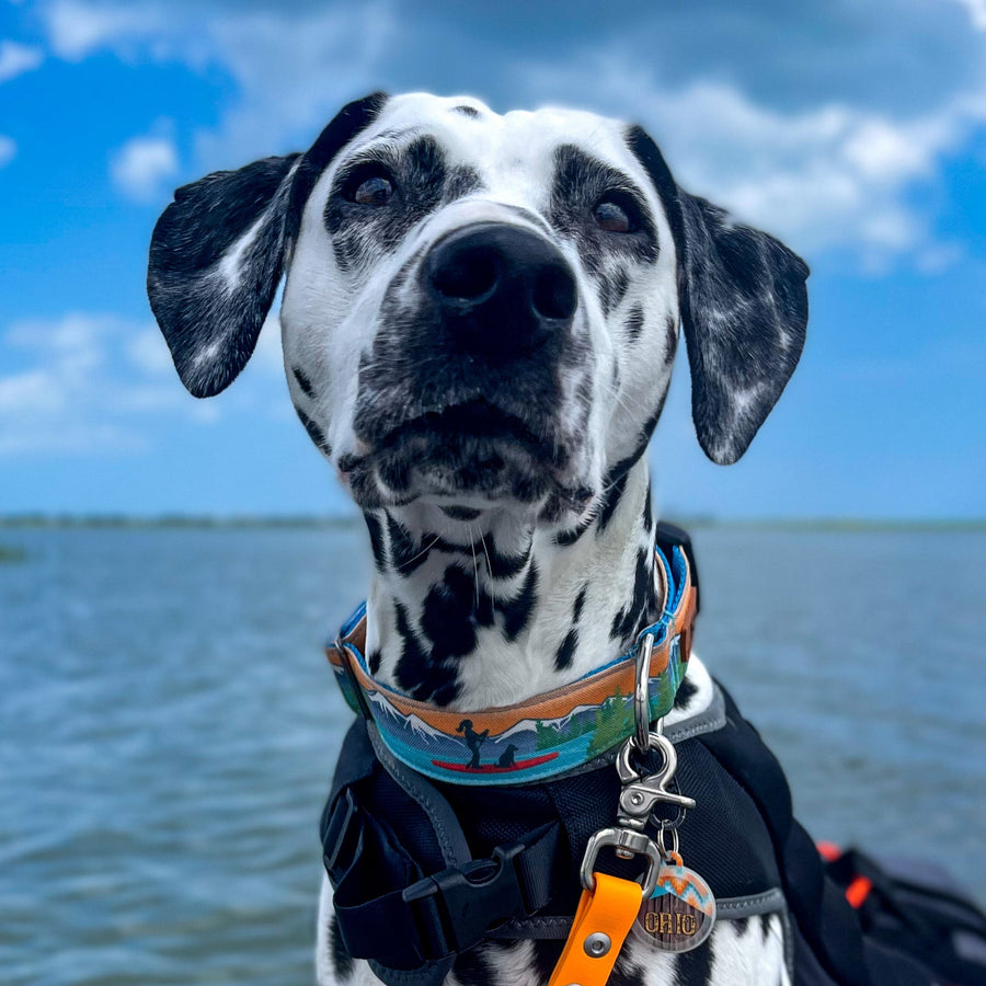 Paddle Board Dog Collar