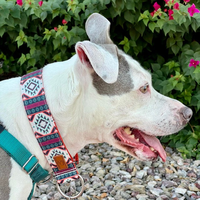 Painted Hills Dog Collar