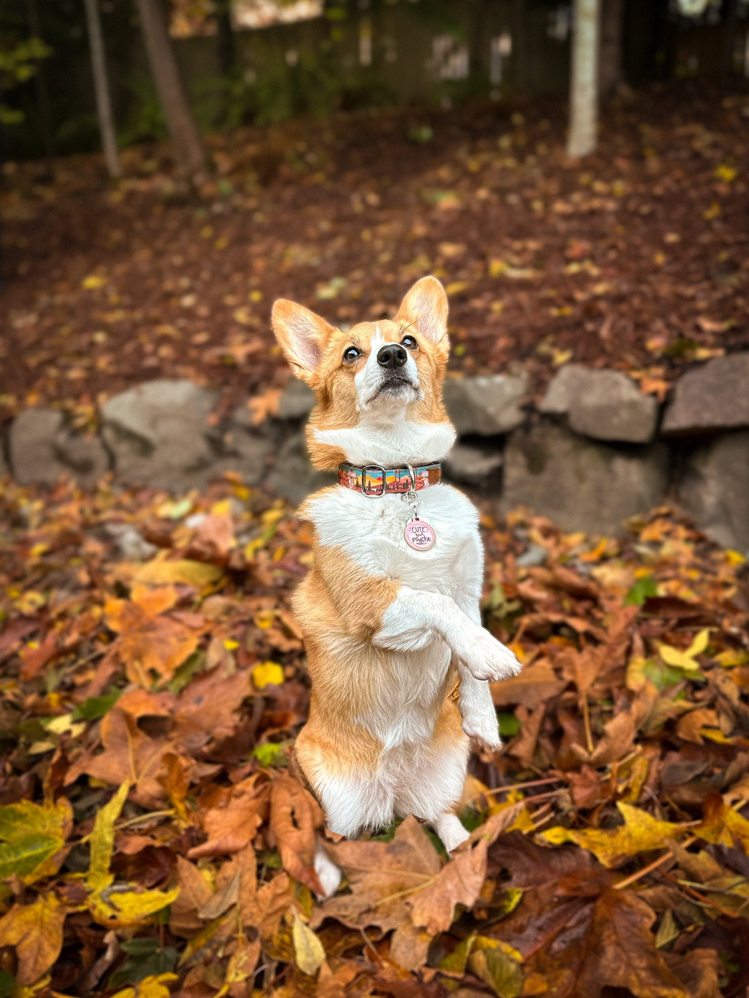 Let's Hike Fall Collar