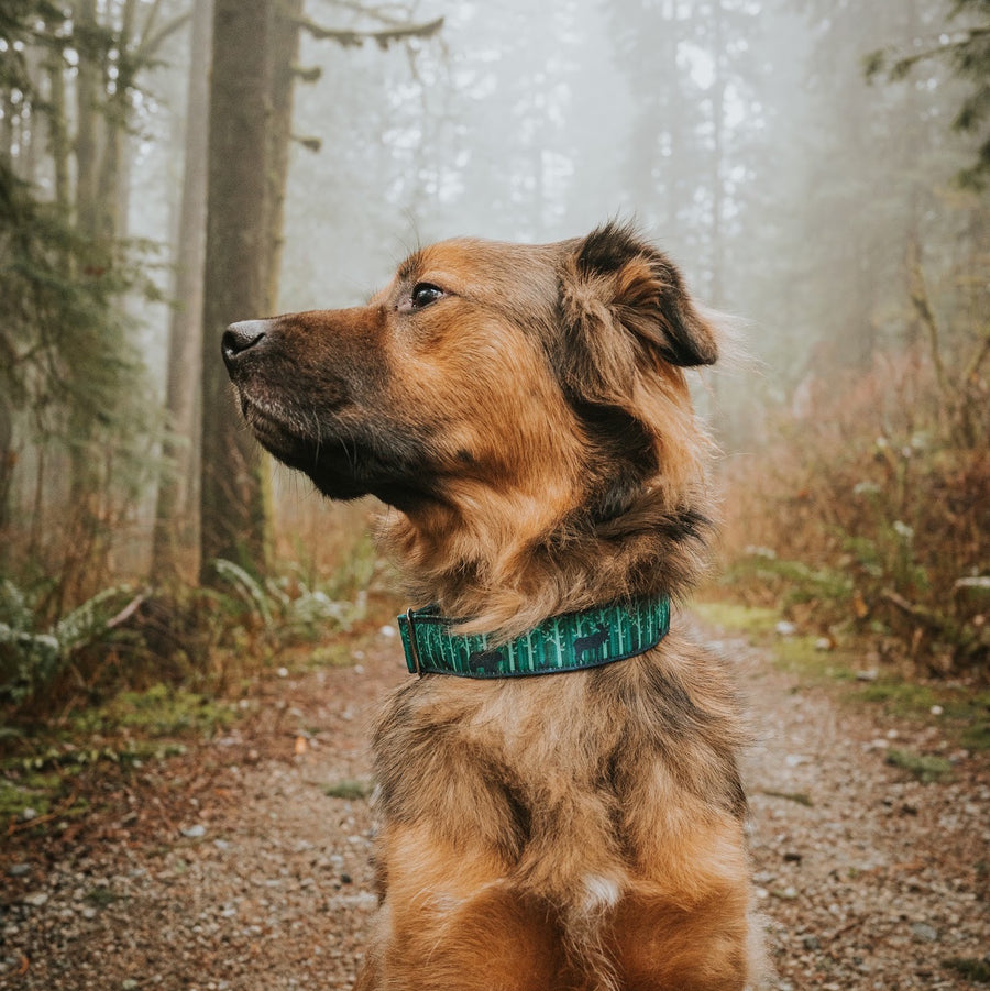 Forest Dog Collar | Hiking Dog Collar – GrayandHound
