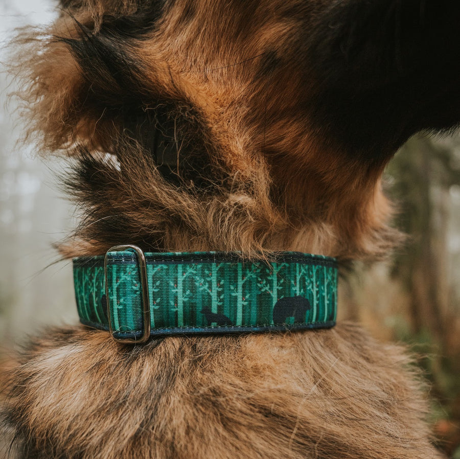 Forest Dog Collar | Hiking Dog Collar – GrayandHound